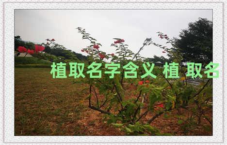 植取名字含义 植 取名